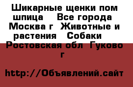 Шикарные щенки пом шпица  - Все города, Москва г. Животные и растения » Собаки   . Ростовская обл.,Гуково г.